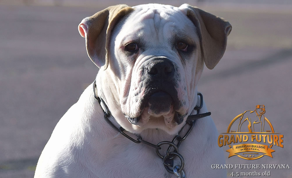 American Bulldog - Grand Future Nirvana