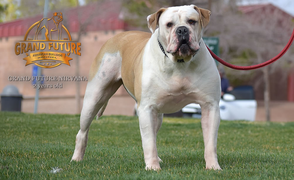 American Bulldog - Grand Future Nirvana