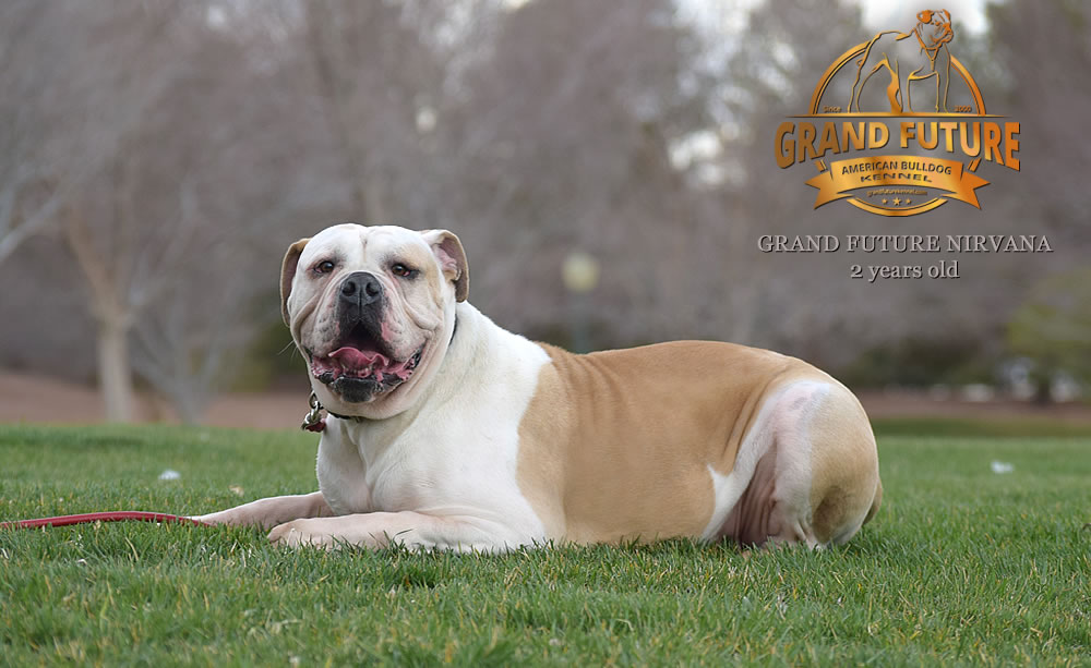 American Bulldog - Grand Future Nirvana