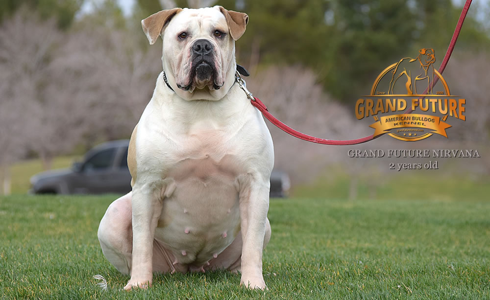 American Bulldog - Grand Future Nirvana