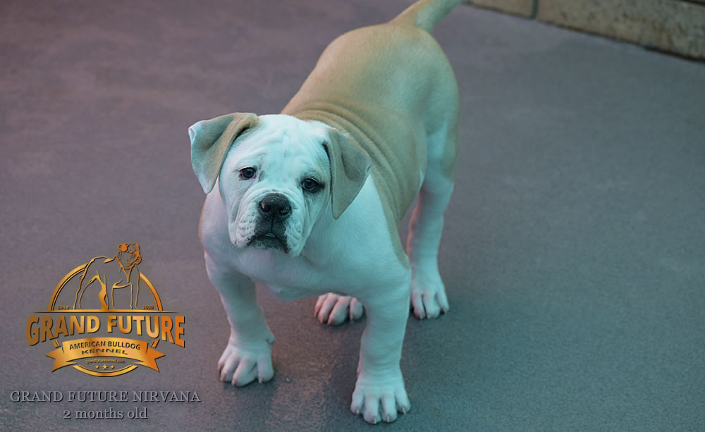 American Bulldog - Grand Future Nirvana