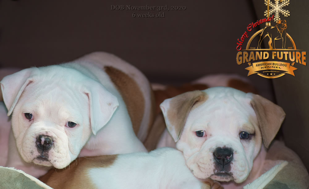 American Bulldog - Grand Future Nirvana