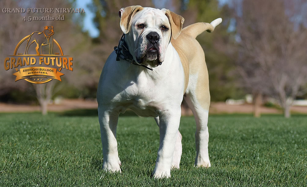 American Bulldog - Grand Future Nirvana