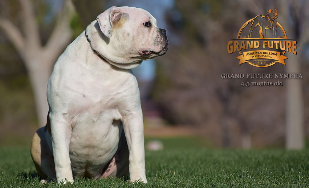 American Bulldog - Grand Future Nympha