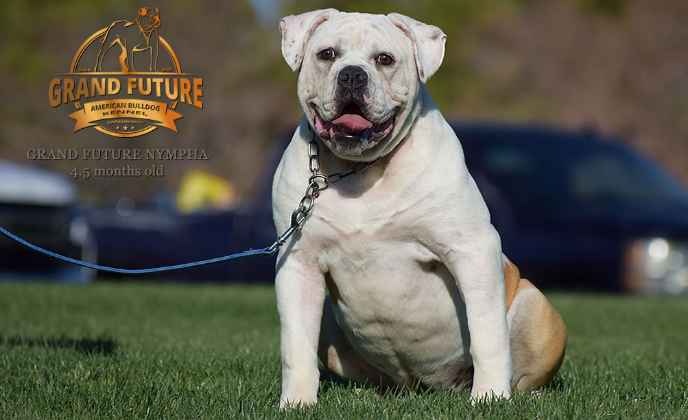 American Bulldog - Grand Future Nympha