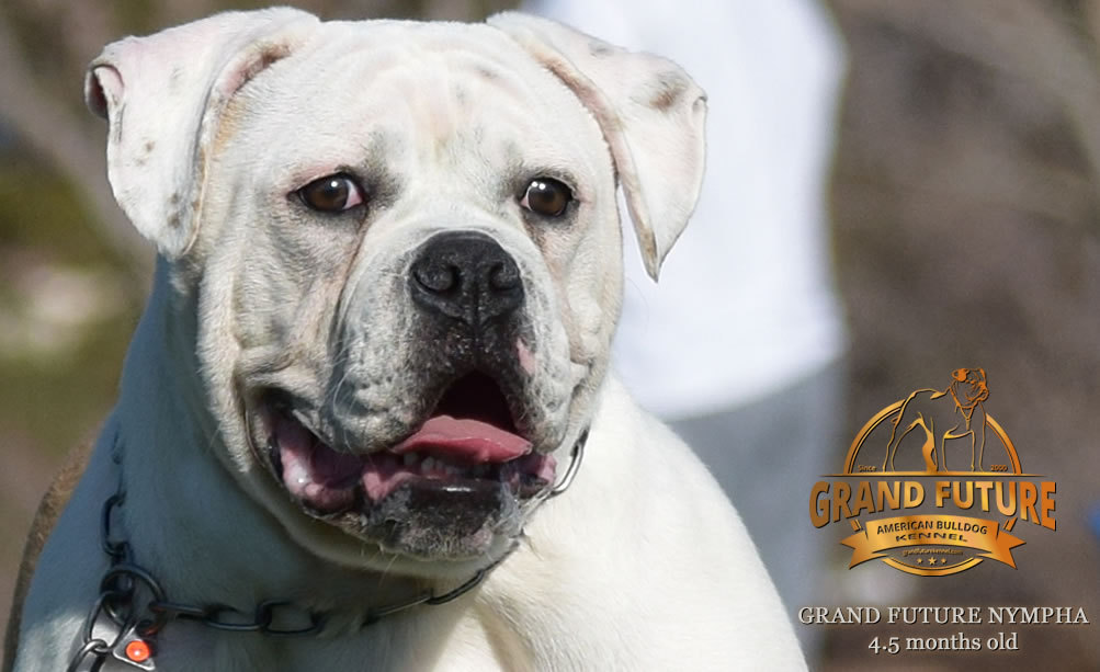 American Bulldog - Grand Future Nympha