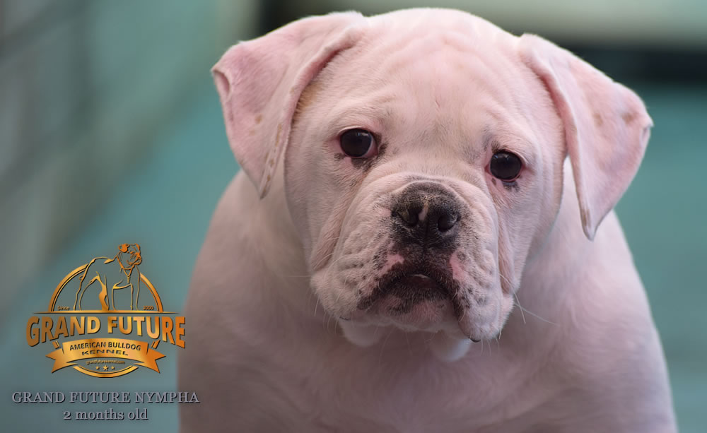 American Bulldog - Grand Future Nympha