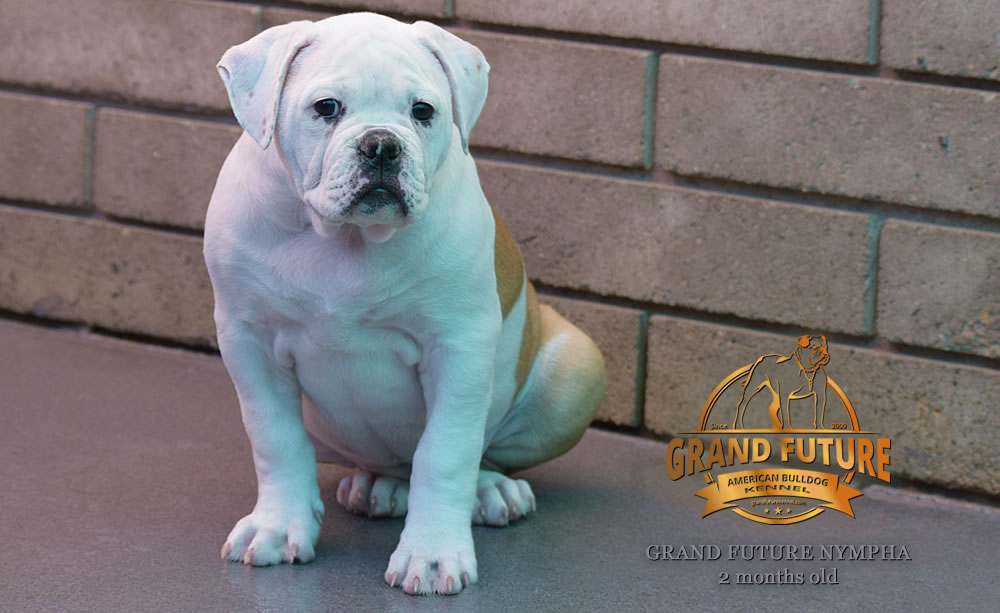 American Bulldog - Grand Future Nympha