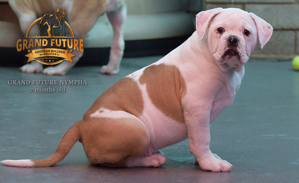 American Bulldog - Grand Future Nympha