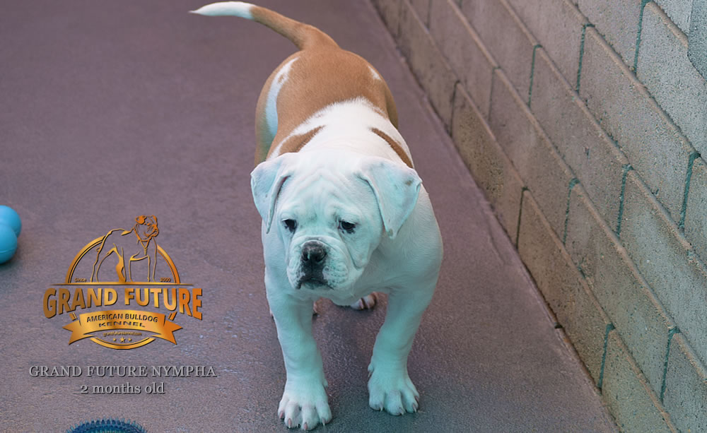 American Bulldog - Grand Future Nympha