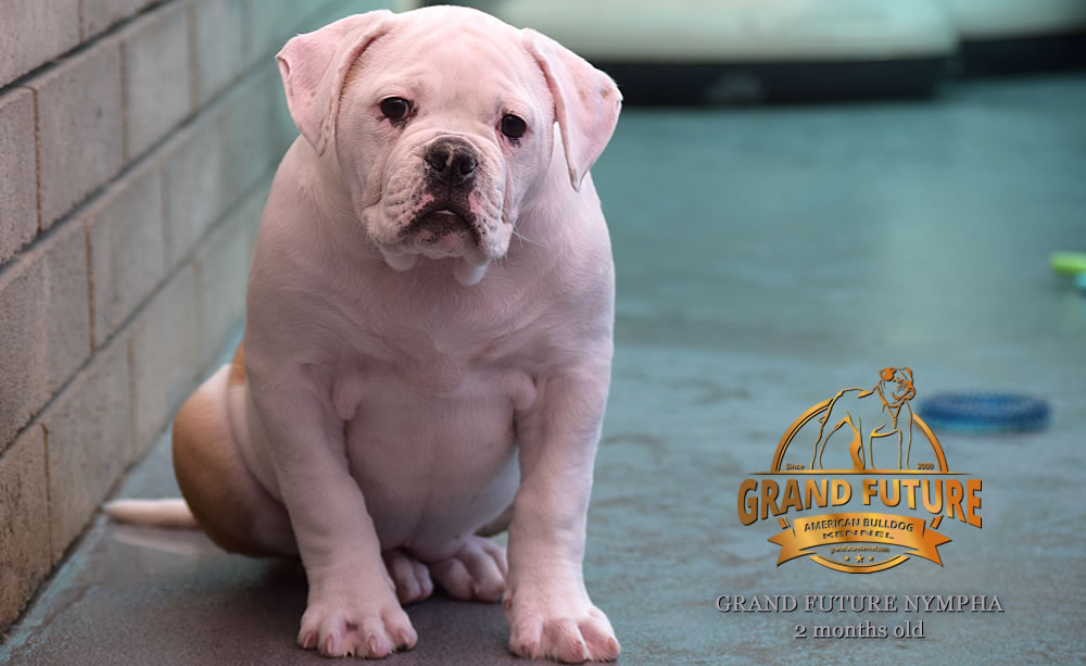 American Bulldog - Grand Future Nympha