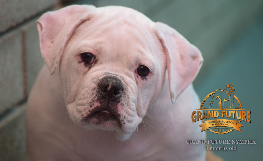 American Bulldog - Grand Future Nympha