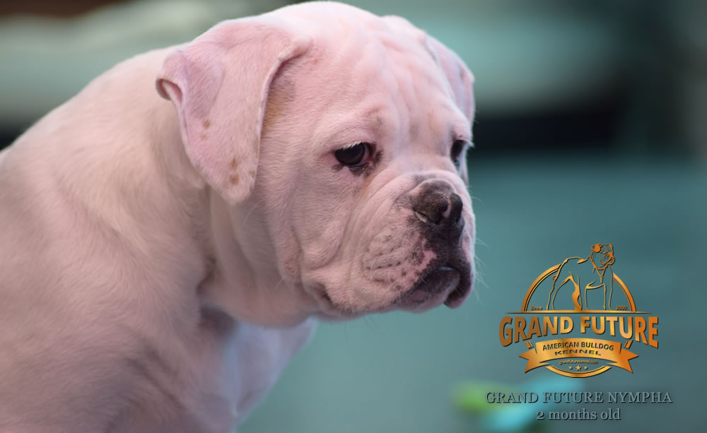 American Bulldog - Grand Future Nympha