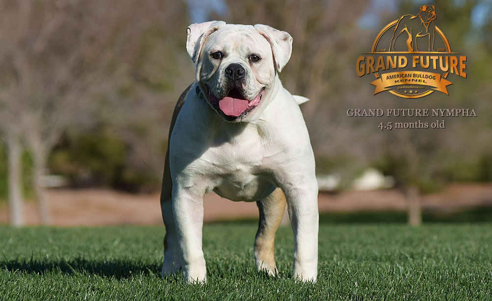 American Bulldog - Grand Future Nympha