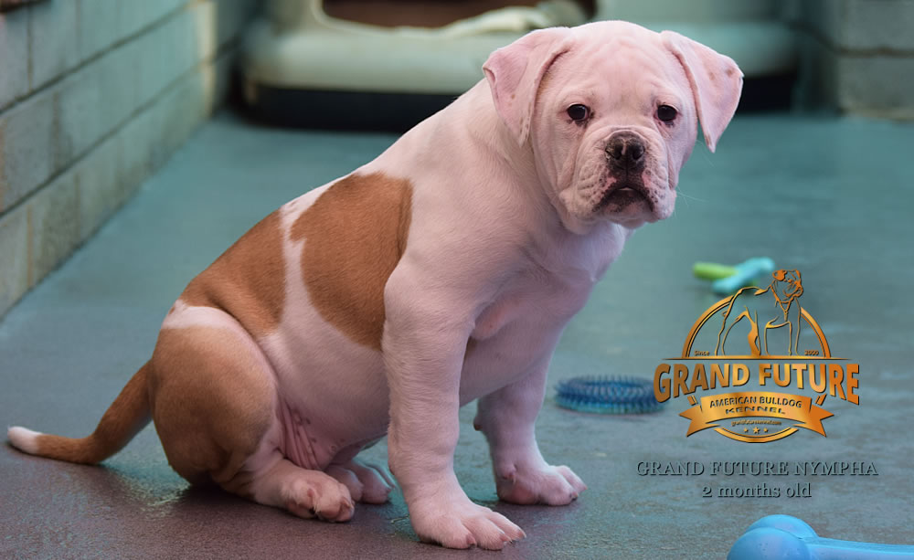 American Bulldog - Grand Future Nympha