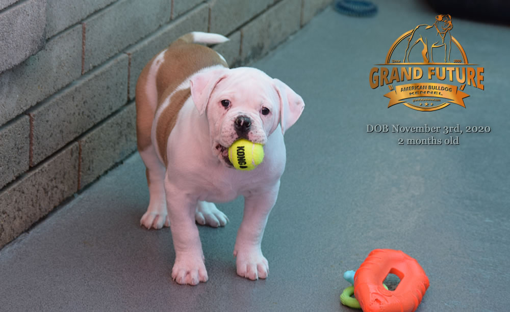 American Bulldog - Grand Future Nympha