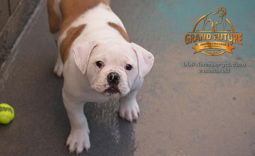 American Bulldog - Grand Future Nympha