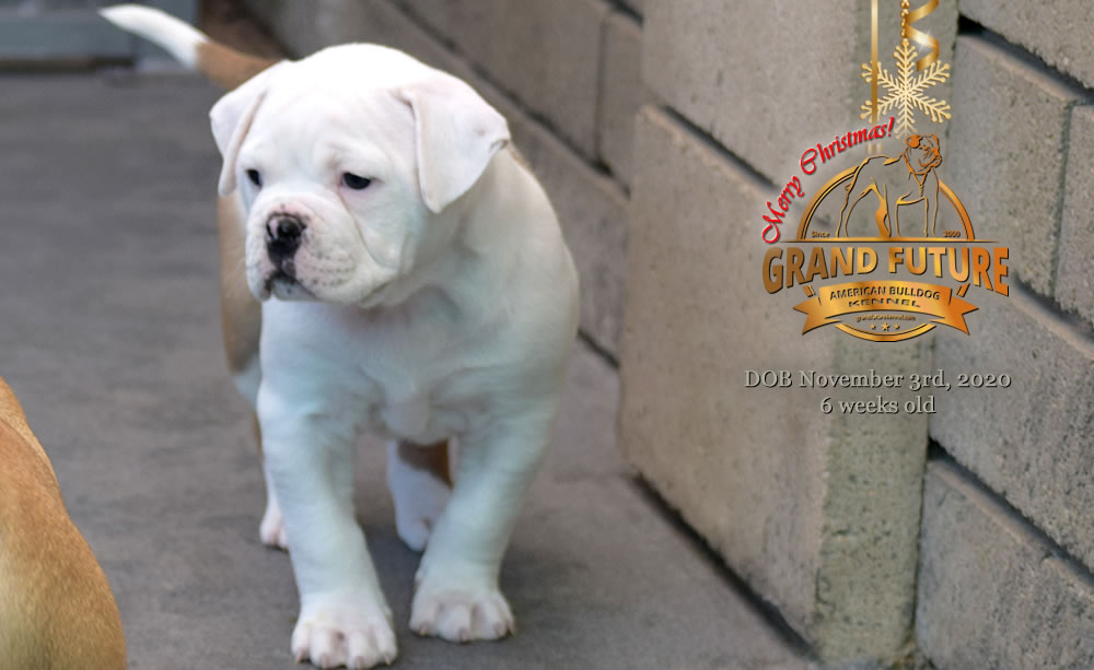 American Bulldog - Grand Future Nympha