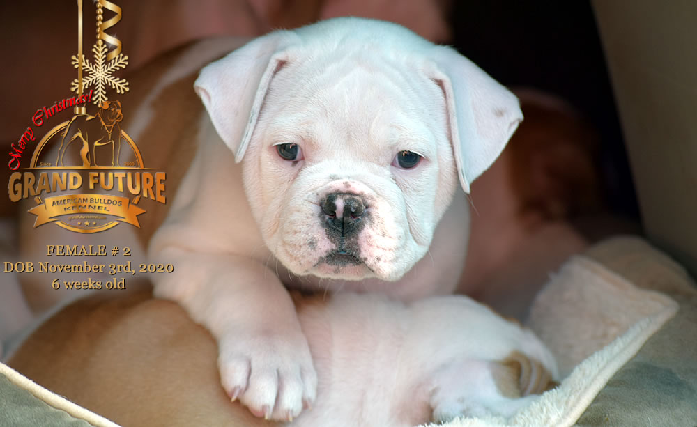 American Bulldog - Grand Future Nympha