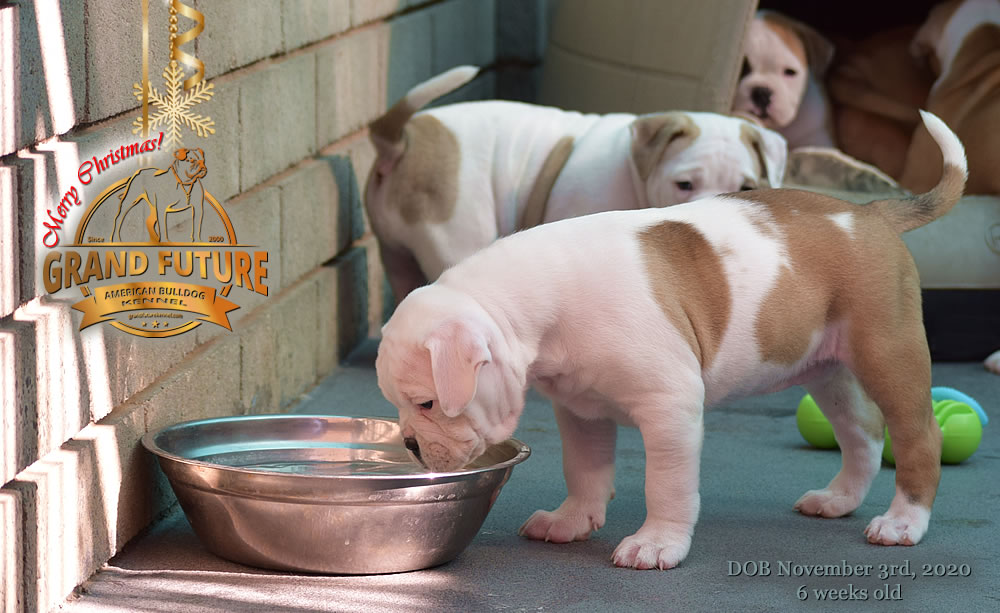 American Bulldog - Grand Future Nympha