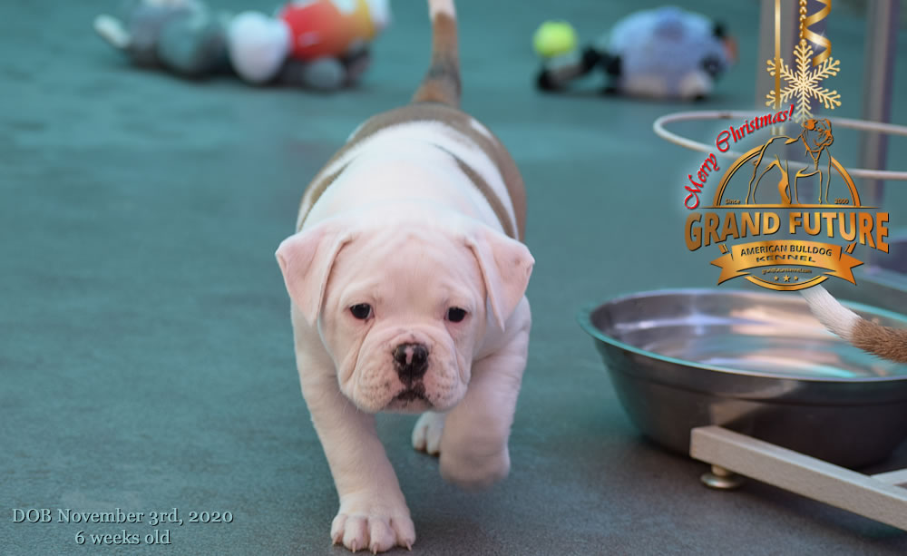 American Bulldog - Grand Future Nympha