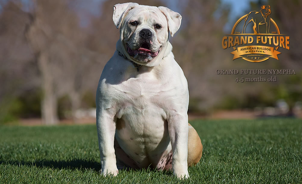 American Bulldog - Grand Future Nympha