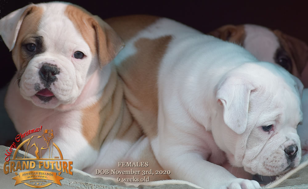 American Bulldog - Grand Future Nympha