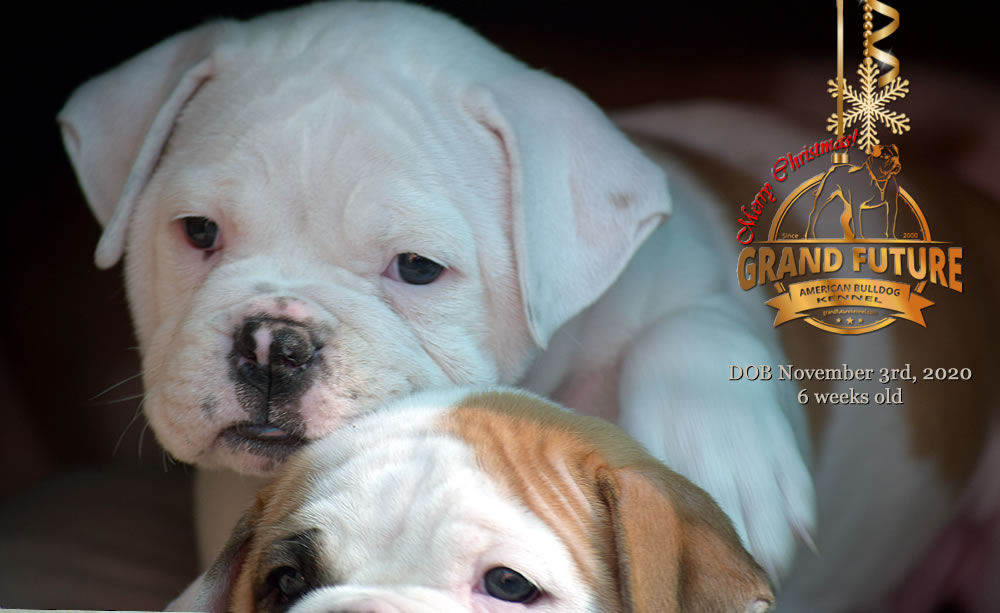 American Bulldog - Grand Future Nympha