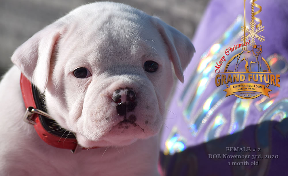 American Bulldog - Grand Future Nympha