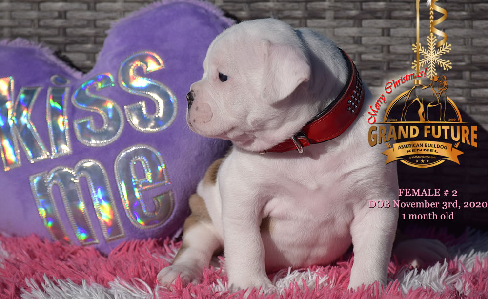 American Bulldog - Grand Future Nympha