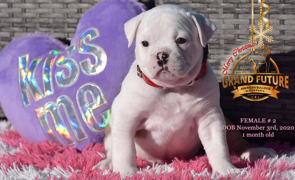 American Bulldog - Grand Future Nympha