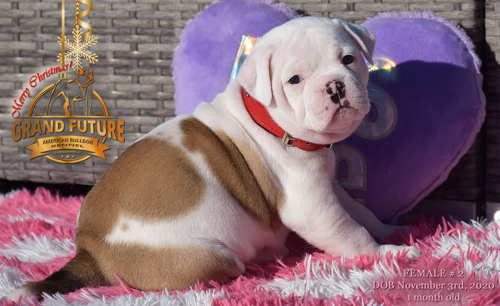 American Bulldog - Grand Future Nympha