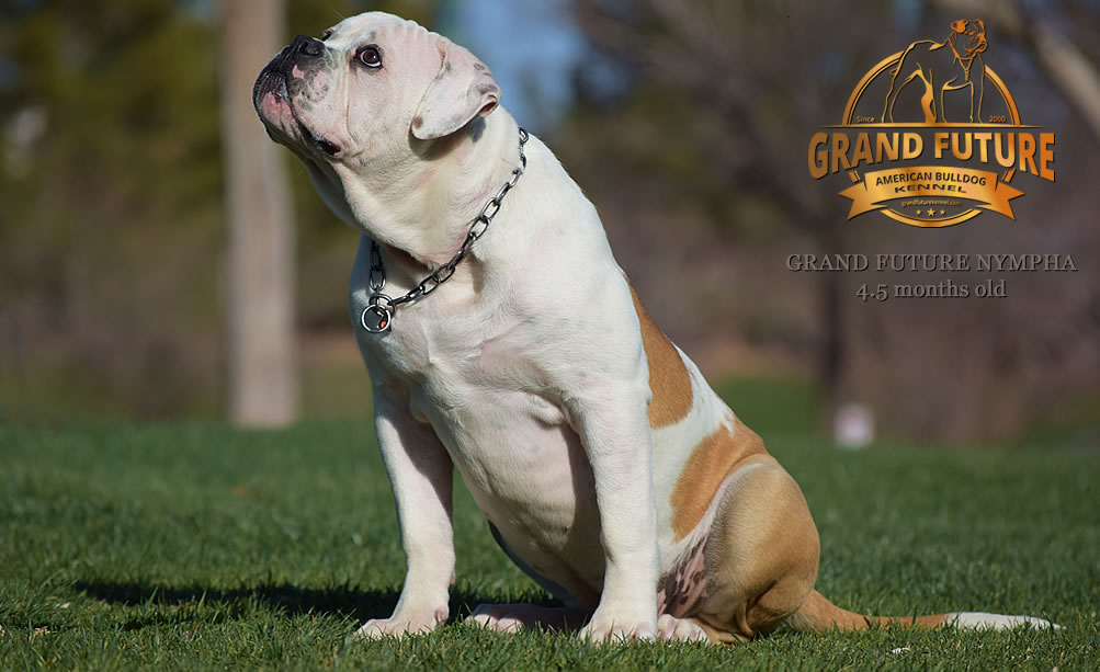 American Bulldog - Grand Future Nympha