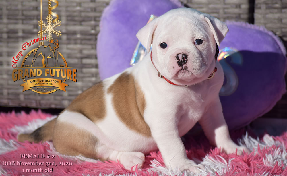 American Bulldog - Grand Future Nympha