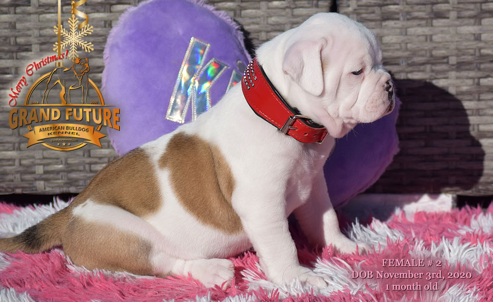 American Bulldog - Grand Future Nympha