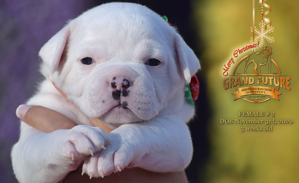 American Bulldog - Grand Future Nympha