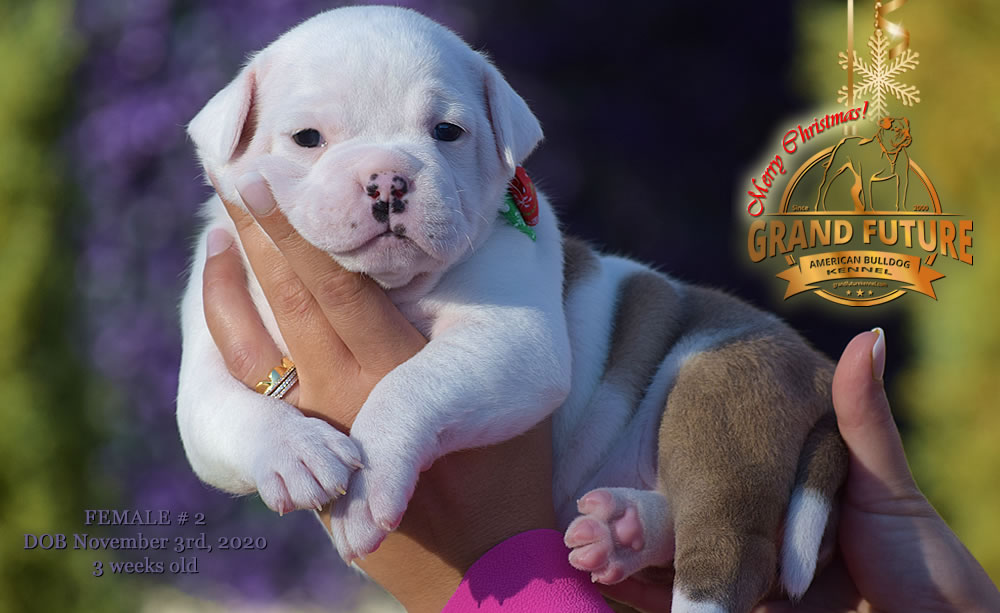 American Bulldog - Grand Future Nympha