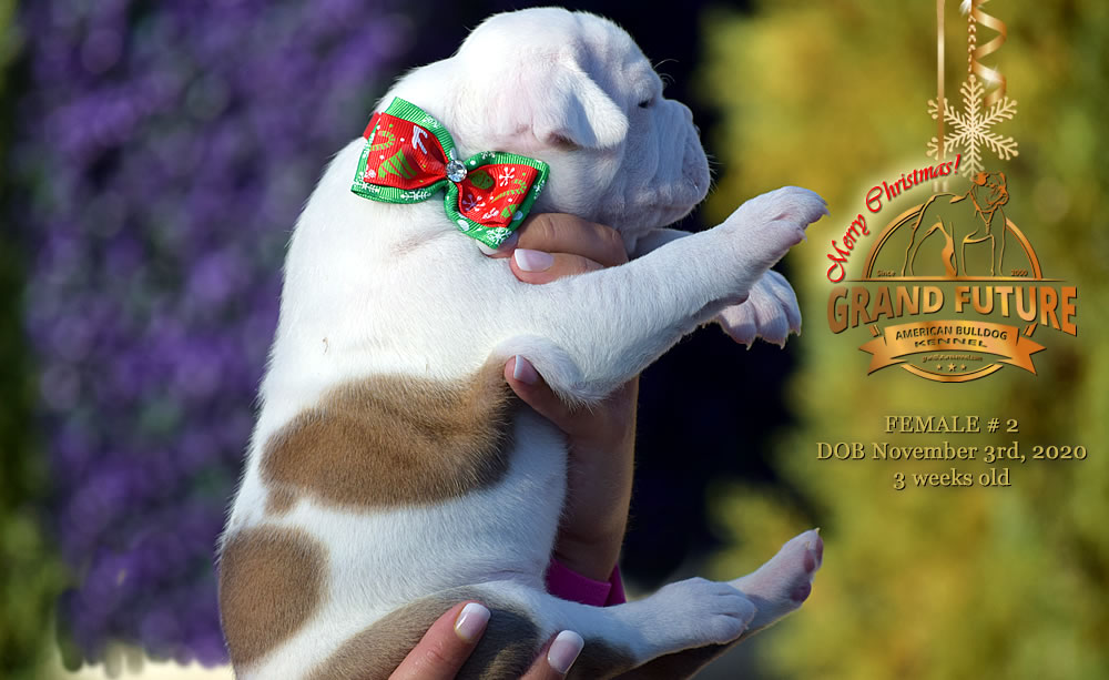 American Bulldog - Grand Future Nympha