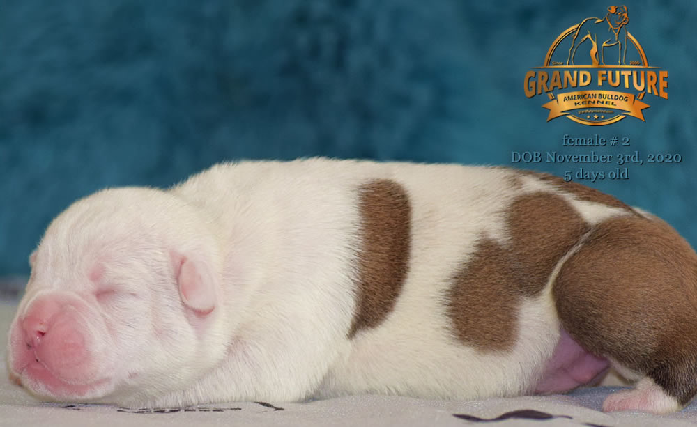 American Bulldog - Grand Future Nympha