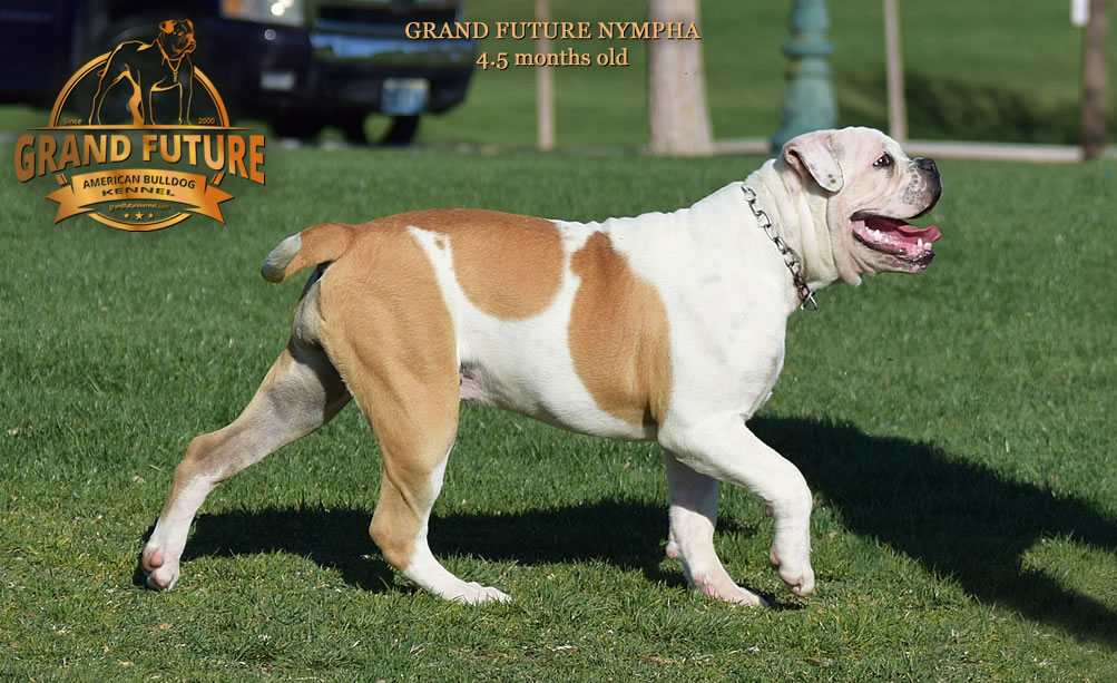 American Bulldog - Grand Future Nympha