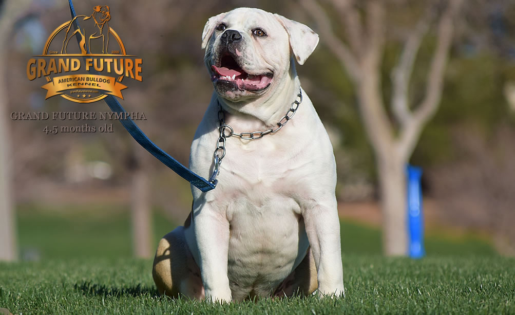 American Bulldog - Grand Future Nympha