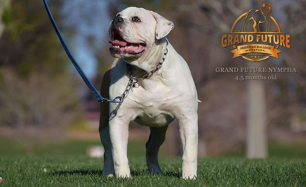 American Bulldog - Grand Future Nympha