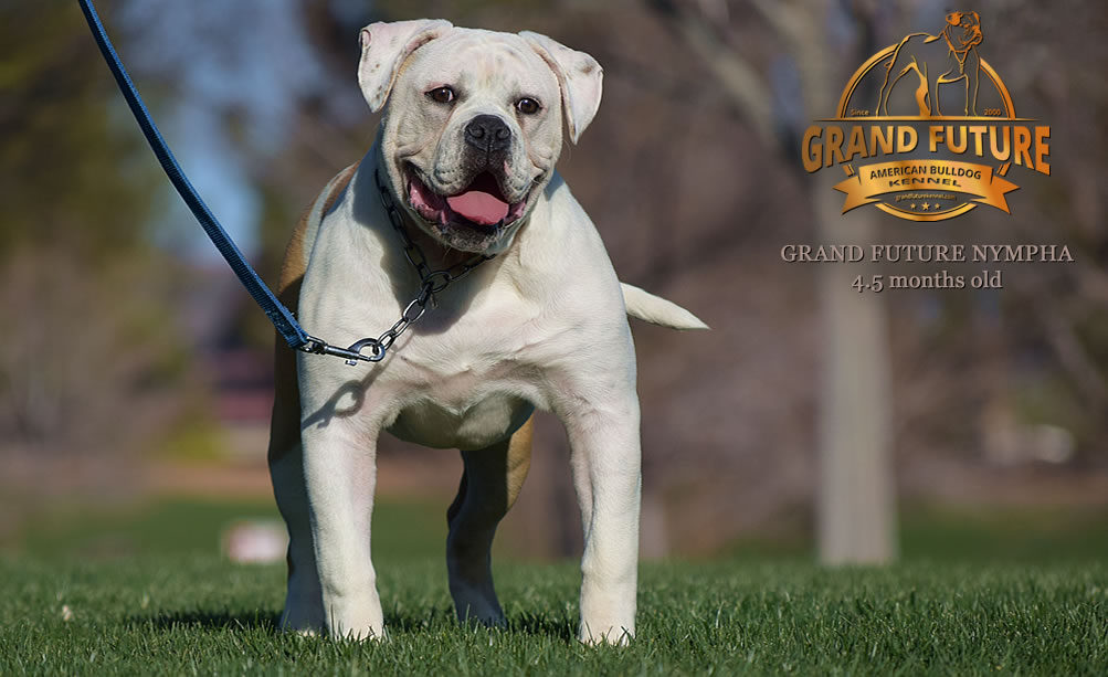 American Bulldog - Grand Future Nympha