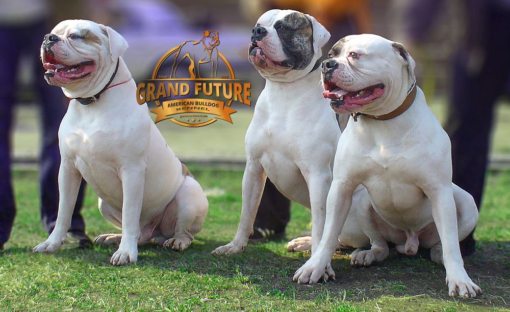 pedigree american bulldog puppies for sale