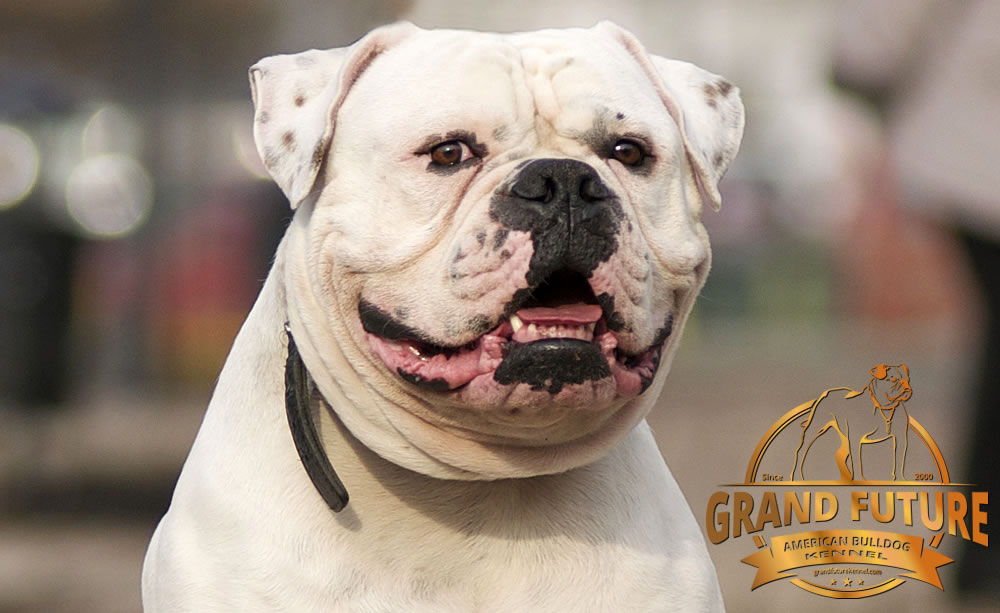 American Bulldog - Grand Future Pharaoh