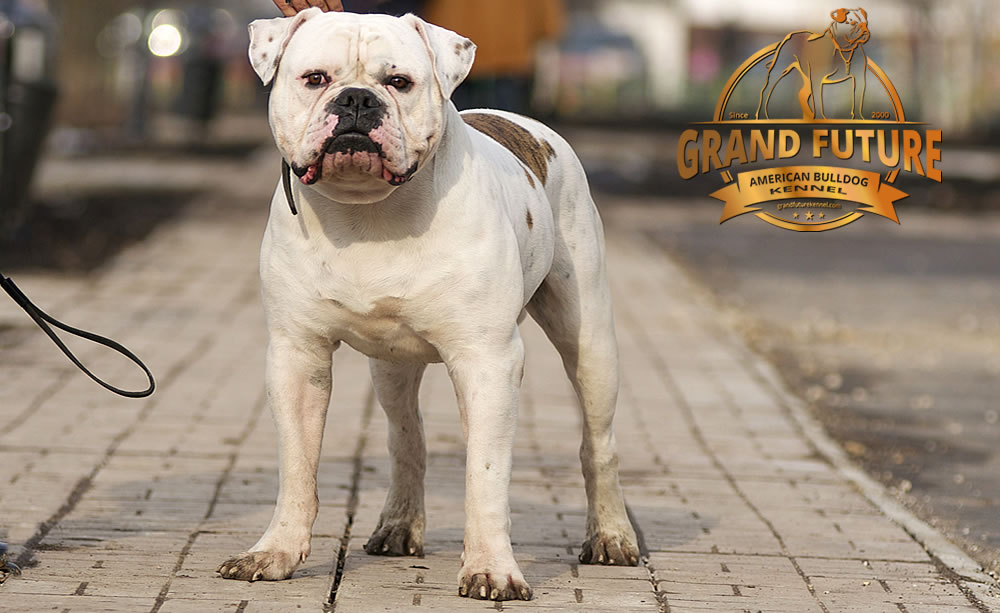 American Bulldog - Grand Future Pharaoh