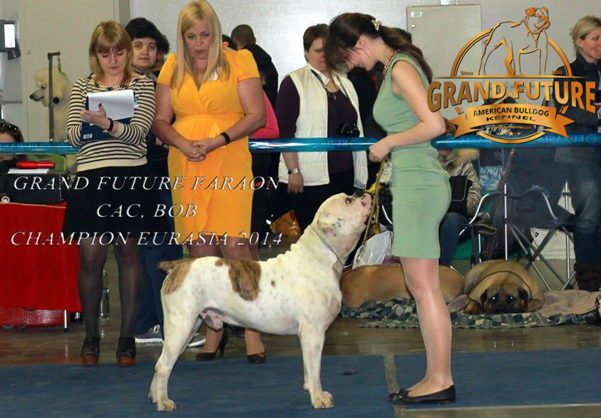 American Bulldog - Grand Future Pharaoh