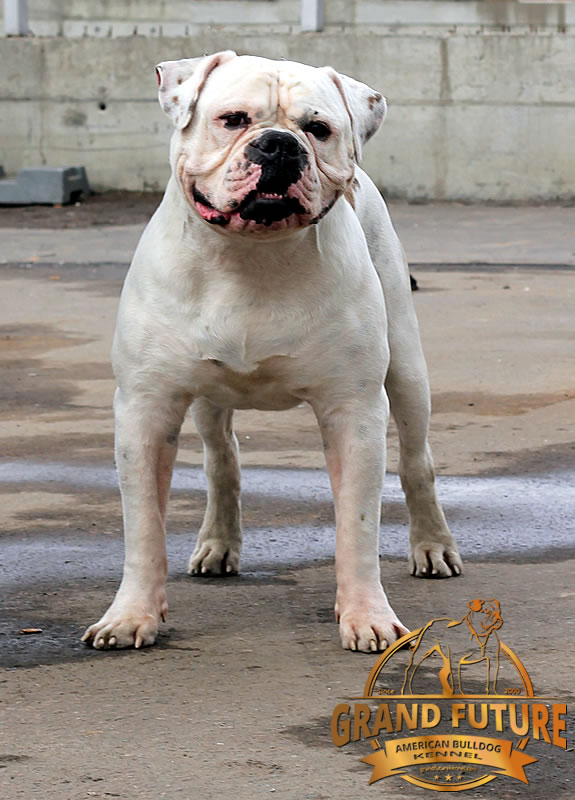 American Bulldog - Grand Future Pharaoh