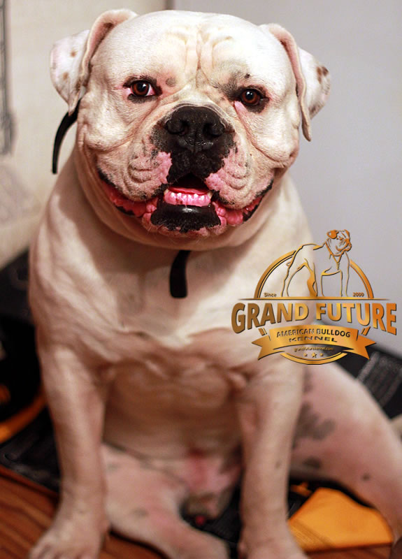 American Bulldog - Grand Future Pharaoh