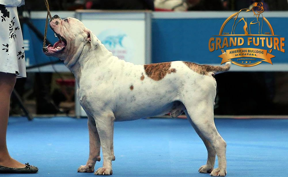 American Bulldog - Grand Future Pharaoh